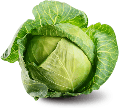 Cabbage