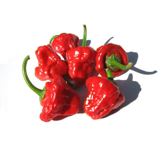 Jamaican Hot Peppers