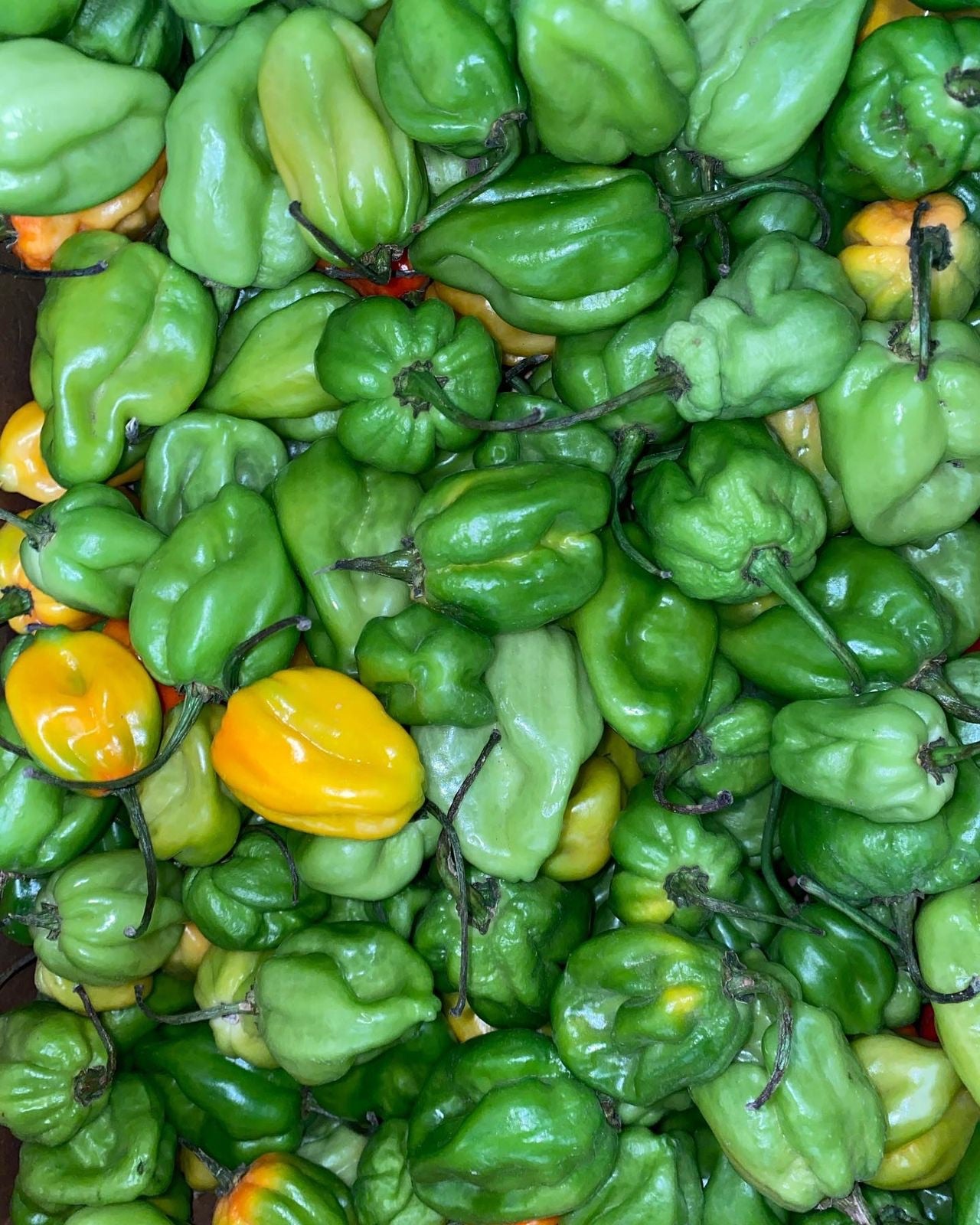 Scotch Bonnet Peppers